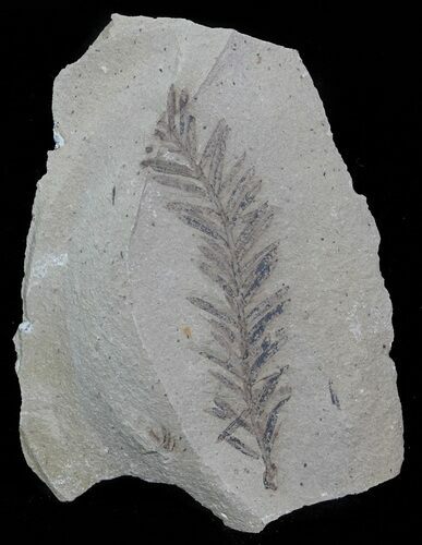 Metasequoia (Dawn Redwood) Fossil - Montana #62327